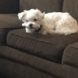 Meet your Posher, Amy